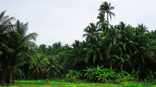 来龙驿鲜切毛肚火锅